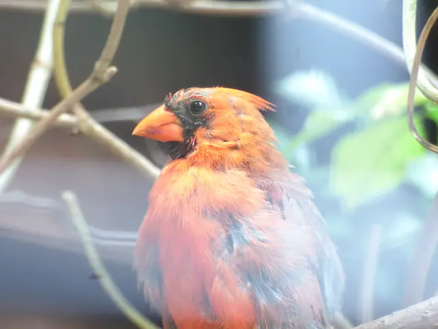 Der Rotkardinal weiß es auch nicht