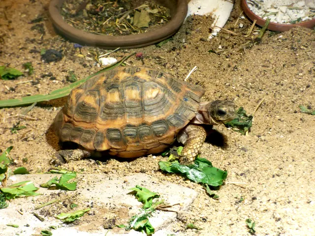 Im Tropenhaus die Spinnenschildkröte