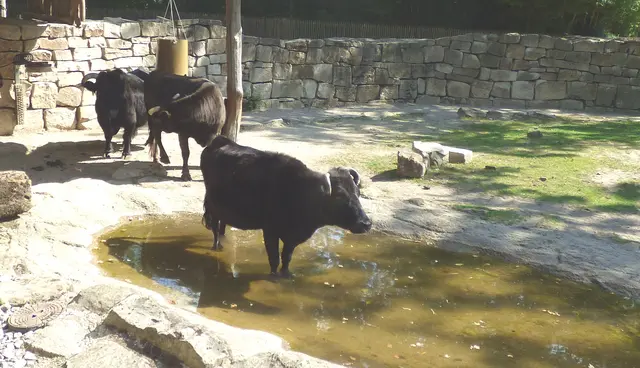 Beim Mitmachcamp die Dahomey-Rinder