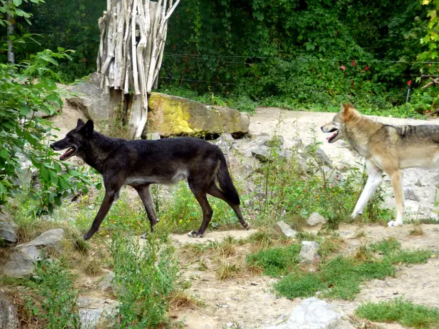 In Amerika der Timberwolf