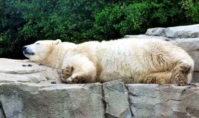 Der Eisbär in der Yukon Bay