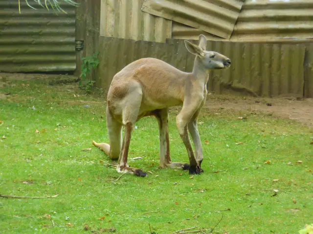 Rotes Riesenkänguru