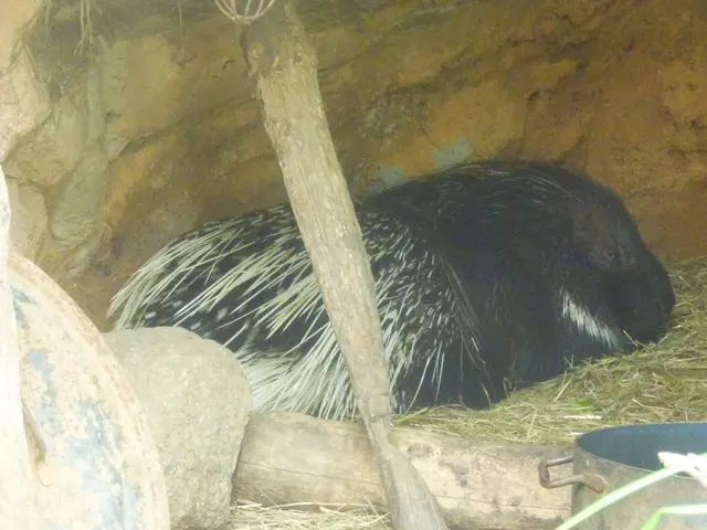 Und beim Stachelschwein vorbei