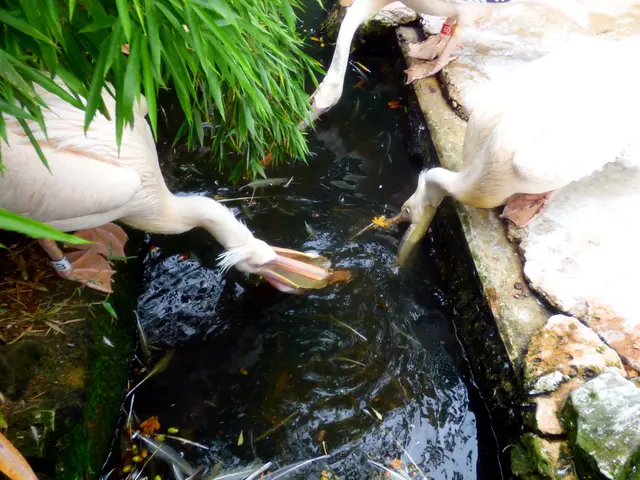 Was fischen die Pelikane?