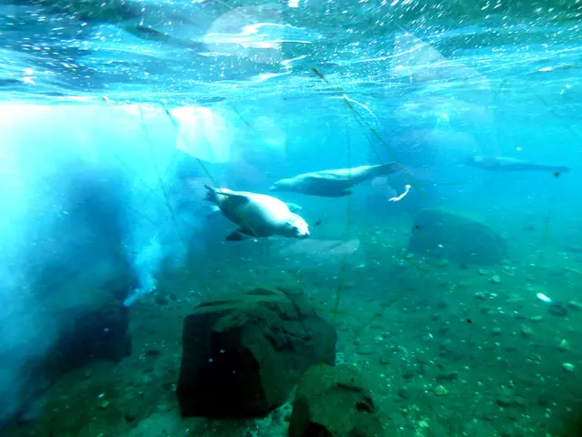 Man sieht die Robben im Wasser