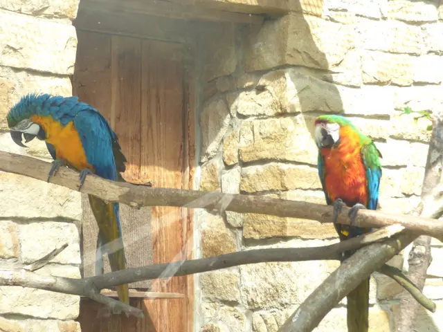 Jetzt aber genug sagen die Gelbbrustaras