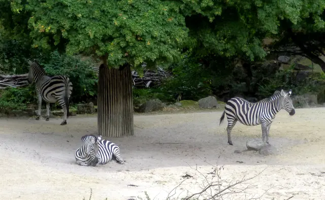 Am Zebrastreifen Vorfahrt beachten