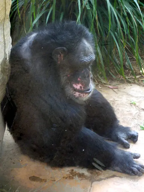 So sind die Schimpansen