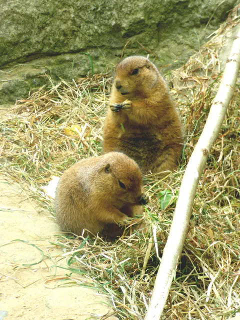 Die Präriehunde bellen nicht