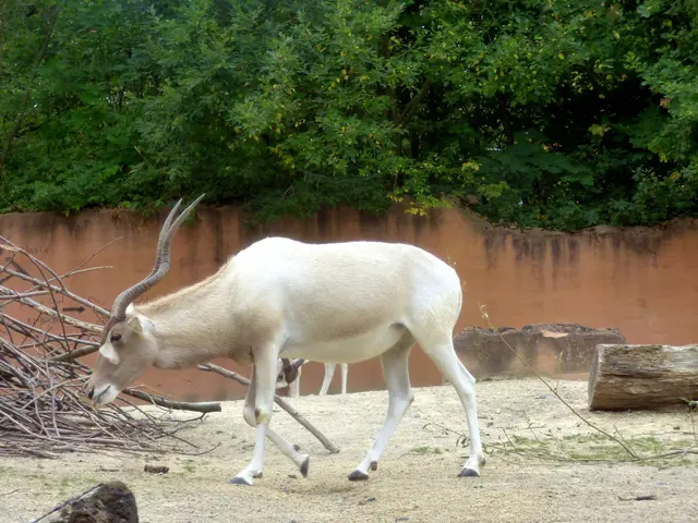 Addax