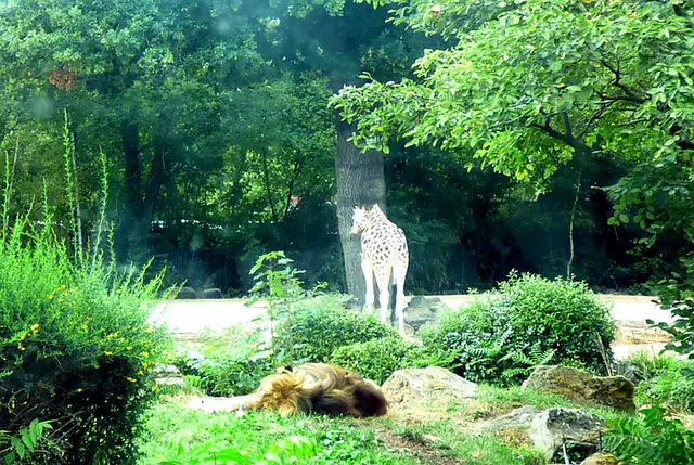 Berberlöwe und Giraffe