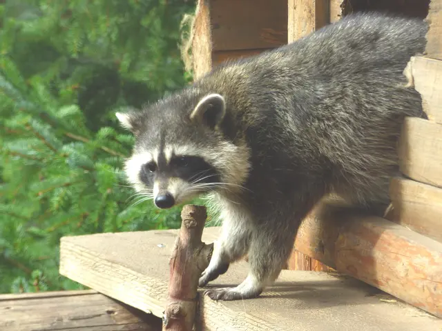 Natürlich der Waschbär