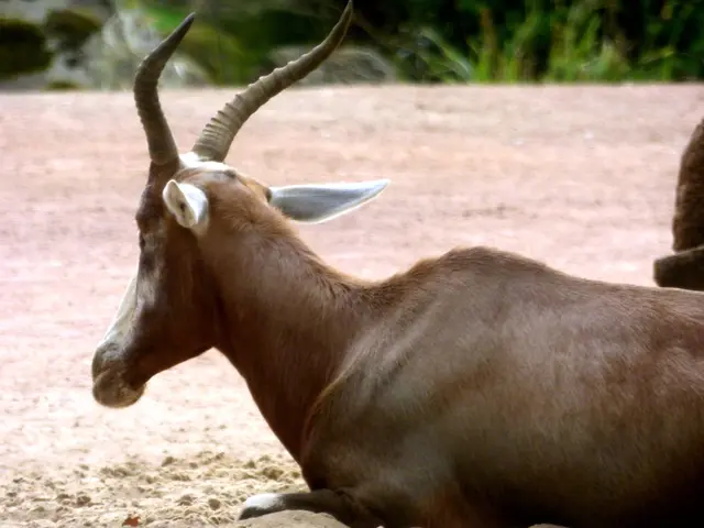 Springbock im sitzen