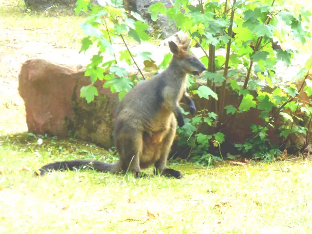 Weiter nach Australien. Das Sumpfwallaby