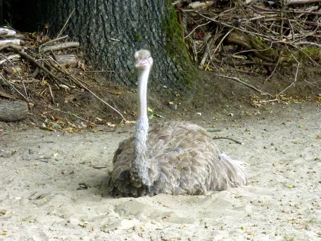 Vogel Strauß Partnerin?