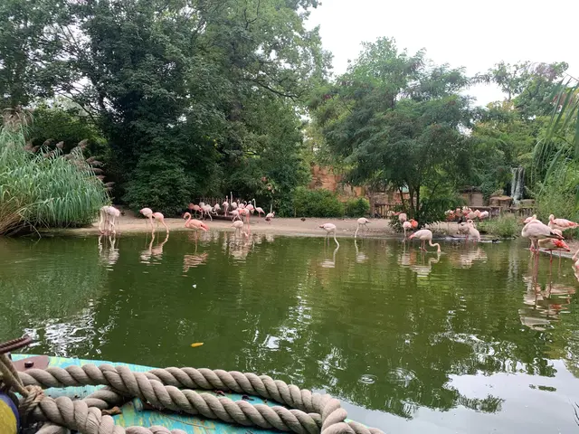 Bei den Flamingos