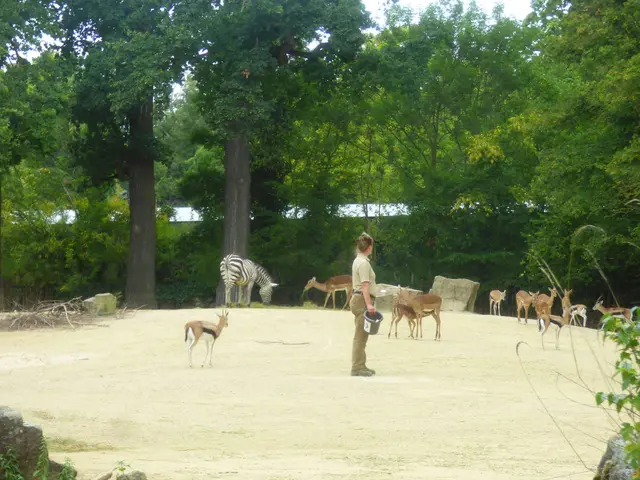Hier wurde gerade gefüttert. Die Antilopen Impalas Gazellen und Steppenzebras freuen sich.