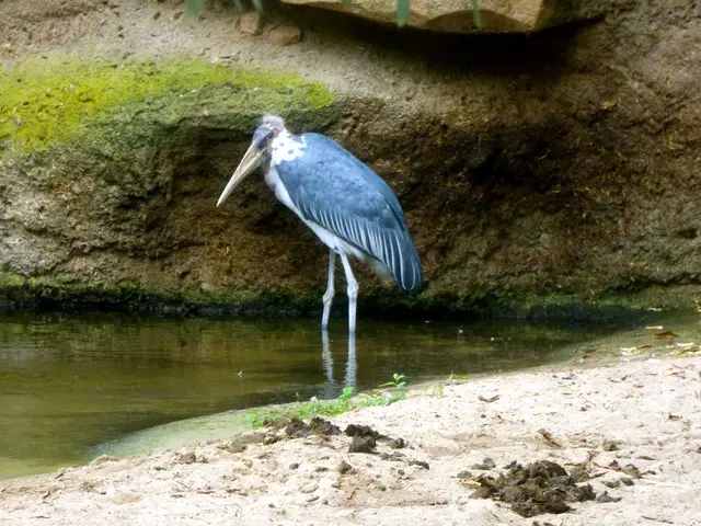 Der Marabu ist skeptisch