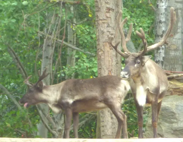 Die Rentiere warten auf Santa Claus