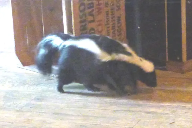 Skunk hat nicht gestunken. Warum heißt er bloß Stinktier?