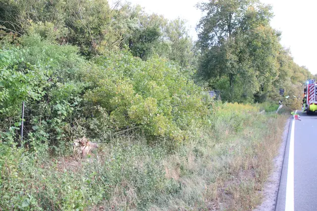 Ca. 160 Meter weit fuhr der LKW in die Randbegrünung der Bundesstraße 3 und "fällte" mehrere starke Bäume