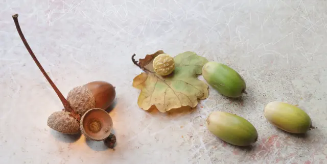 In der Mitte: Ein Gallapfel, auch Eichengalle, Eichengallapfel und Blattgalle genannt, ist eine meist gerbstoffhaltige Pflanzengalle - eine Wucherung, die im Herbst an der Unterseite von Eichenblättern vorkommt. Er entsteht durch abgelegte befruchtete Eier von Gallwespen (Cynipidae), etwa der Gemeinen Eichengallwespe.