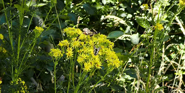 Schmetterlinge auf der gelben Blütenpracht | Foto: Shima Mahi