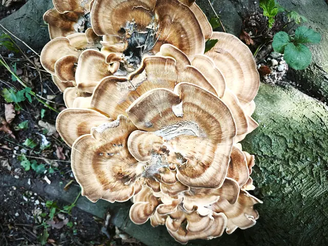 Pilze | Foto: Shima Mahi