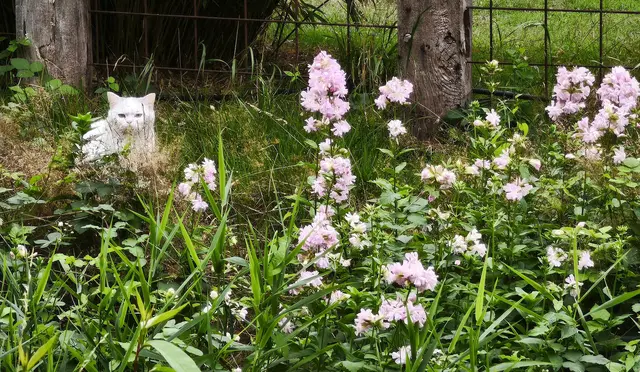 Naturidyll mit weißer Katzenschönheit | Foto: Shima Mahi