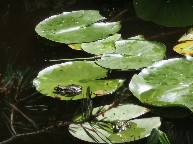 Jeder Frosch sitzt auf seinem eigenen Blatt. | Foto: Shima Mahi