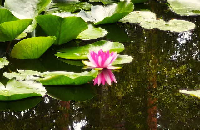 Seerose mit Spiegelbild | Foto: Shima Mahi