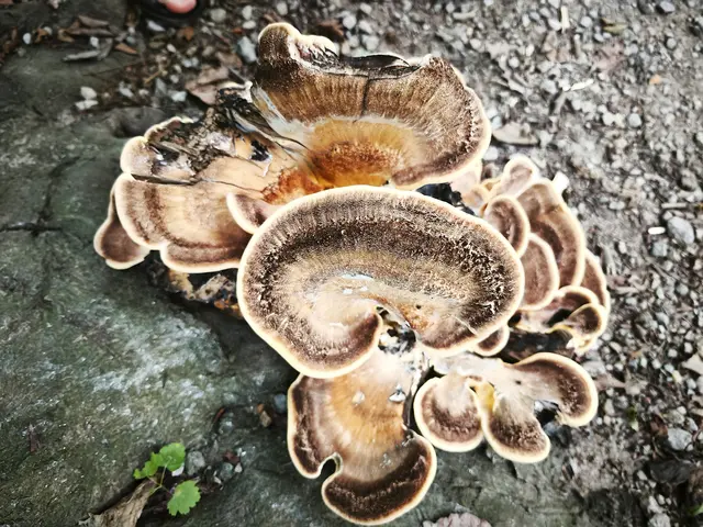 Auch diese Pilze sind ein schöner Anblick. | Foto: Shima Mahi