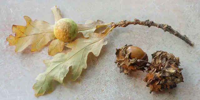 'Blattgalle' und 'Knopperngalle'