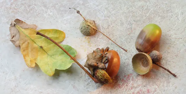 Eine 'Knopperngalle', die durch die Eiablage der 'Knopperngallwespe' (Andricus quercuscalicis) an Stieleichen entsteht.