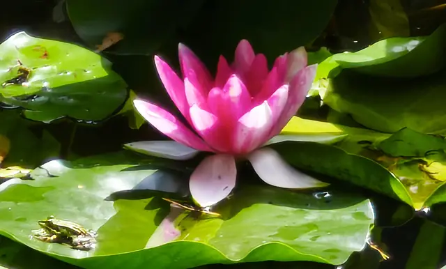 Wunderschöne Blüte mit Frosch | Foto: Shima Mahi