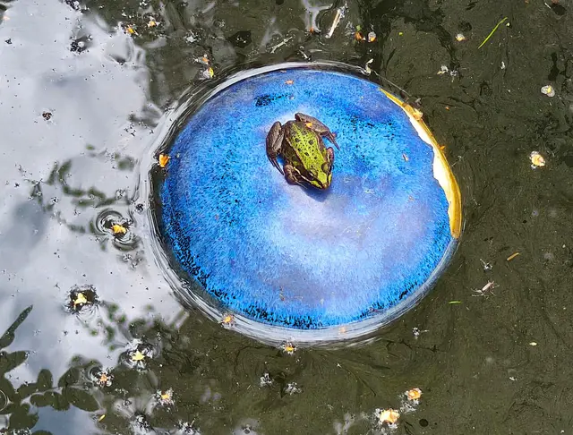 Er sitzt auf einer Keramikdeko im Teich.  | Foto: Shima Mahi