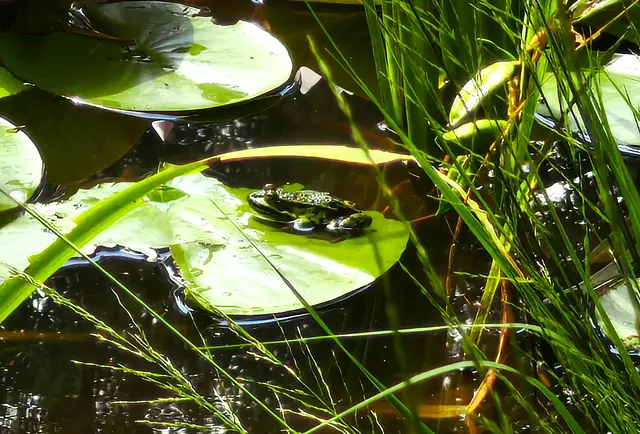 Frosch auf Seerosenblatt | Foto: Shima Mahi