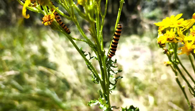 Gelb-schwarz gestreifte Raupen am Jakobskreuzkraut: Evtl. Blutbärraupen? | Foto: Shima Mahi