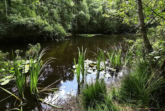 Der Teich liegt versteckt im Wald.  | Foto: Shima Mahi