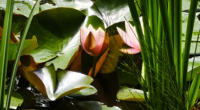Seerosen mitten im Wald | Foto: Shima Mahi