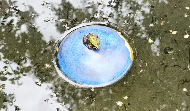 Froschbesuch in unserem Gartenteich | Foto: Shima Mahi
