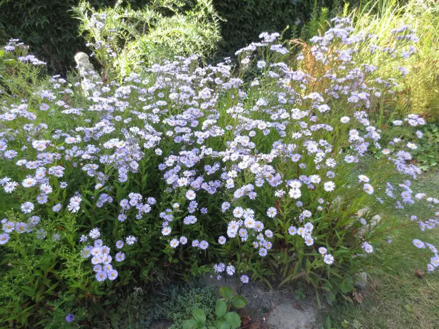 So groß ist der Stauch, und das von einem kleinen Blumentopf