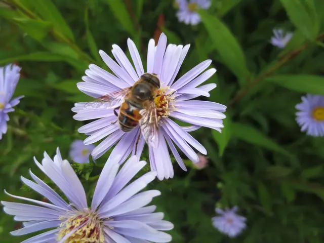 Einzelne Bienen fliegen noch.