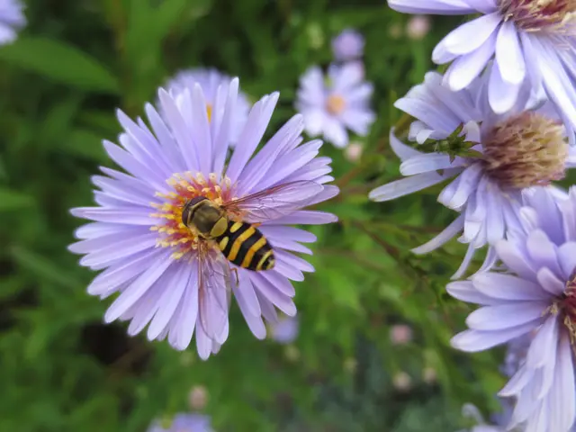 Könnte eine Wespe sein.