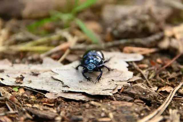 Waldmistkäfer (Anoplotrupes stercorosus) (Foto: Katja Woidtke)

Entdeckt auf dem Moorpfad in Resse | Foto: Katja Woidtke