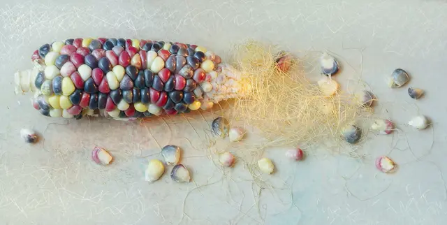 Ideal für die herbstliche Deko: der 'Ziermais' (Zea mays japonica) 
