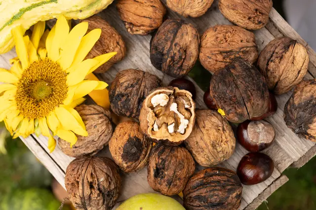 Herbstliche Ernte | Foto: Matthias Meyer