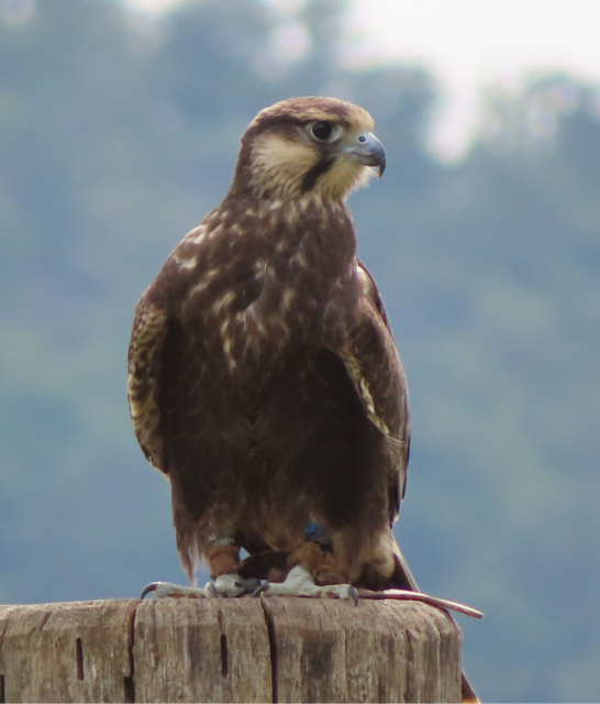 Ausschnitt aus dem Original-Foto (nächstes Bild). | Foto: M. A.