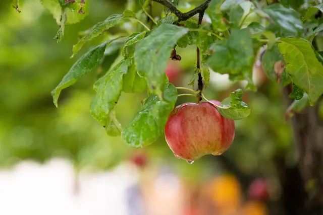 Reifer Apfel | Foto: Matthias Meyer
