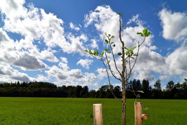 Rund 200 Obstbäume, darunter Birnen-, Apfel-, Zwetschgen- oder Kirschbäume werden auf der neuen swa-Streuobstwiese im Trinkwasserschutzgebiet gepflanzt. Im Bild: Ein Apfel. | Foto: swa/Thomas Hosemann 